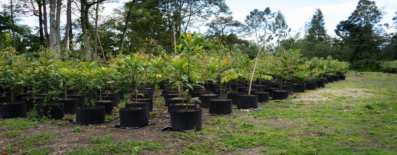 En el Vivero La Florida del Jardín Botánico de Bogotá, crecen los árboles que serán plantados en el Corredor Verde de la Carrera Séptima
